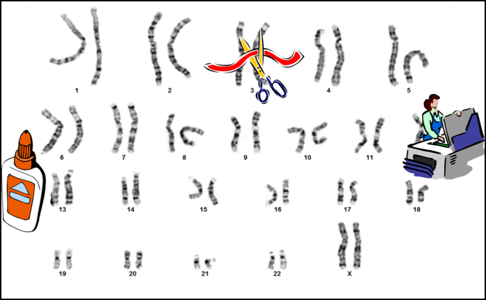 Boxed image of the 23 chromosomes with a bottle of paper glue to the left, scissors cutting a ribbon in the upper center, and a person using a copy machine on the right.