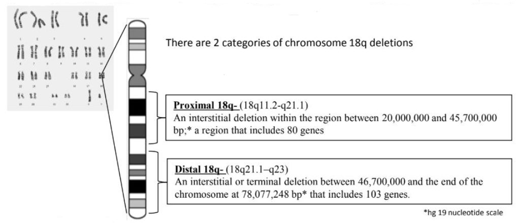 The goal of this diagram is to illustrate the regions of the chromosome associated with 18q deletions. On the left side of the diagram is an image of all 23 pairs of chromosome taken under a microscope and arranged in pairs from largest to smallest. Brackets expand the image of chromosome 18 to show a larger cartoon of the chromosome called an ideogram. The chromosome 18 ideogram itself shows the black and white chromosome banding pattern with the shorter p arm of the chromosome at the top and the longer q arm of the chromosome at the bottom. There are two other brackets to the right of the ideogram indicating the two non-overlapping regions of the chromosome 18 long arm associated with 18q deletions. The bracket at the top of the long arm indicates the region of the chromosome within which someone may have a deletion which is called Proximal 18q-. The bracket below that which goes all the way down to the end of the chromosome arm indicates the region of the chromosome within which someone may have a deletion which is called Distal 18q-. To the right of the Proximal 18q bracket is text explaining diagram that says, “Proximal 18q-. (18q11.2-q21.1) An interstitial deletion within the region between 20,000,000 and 45,700,000 basepairs;* a region that includes 80 genes. *hg 19 nucleotide scale.” To the right of the bracket that indicated the Distal 18q- region is a text box that says, “Distal 18q- (18q21.1-q23) an interstitial or terminal deletion between 46,700,000 and the end of the chromosome at 78,077,248 base pairs* that includes 103 genes. *hg 19 nucleotide scale.”