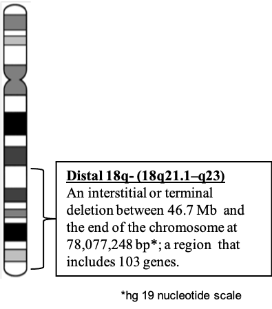The goal of this diagram is to illustrate the regions of the chromosome associated with 18q deletions. On the left side of the diagram is an image of all 23 pairs of chromosome taken under a microscope and arranged in pairs from largest to smallest. Brackets expand the image of chromosome 18 to show a larger cartoon of the chromosome called an ideogram. The chromosome 18 ideogram itself shows the black and white chromosome banding pattern with the shorter p arm of the chromosome at the top and the longer q arm of the chromosome at the bottom. There is another bracket to the right of the ideogram indicating the region of the chromosome 18 long arm associated with Distal 18q deletions. The bracket, which goes from about the middle of the long arm all the way down to the end of the chromosome arm and indicates the region of the chromosome within which someone may have a deletion which is called Distal 18q-. To the right of the bracket that indicated the Distal 18q- region is a text box that says, “Distal 18q- (18q21.1-q23) an interstitial or terminal deletion between 46,700,000 and the end of the chromosome at 78,077,248 base pairs* that includes 103 genes. *hg 19 nucleotide scale.”
