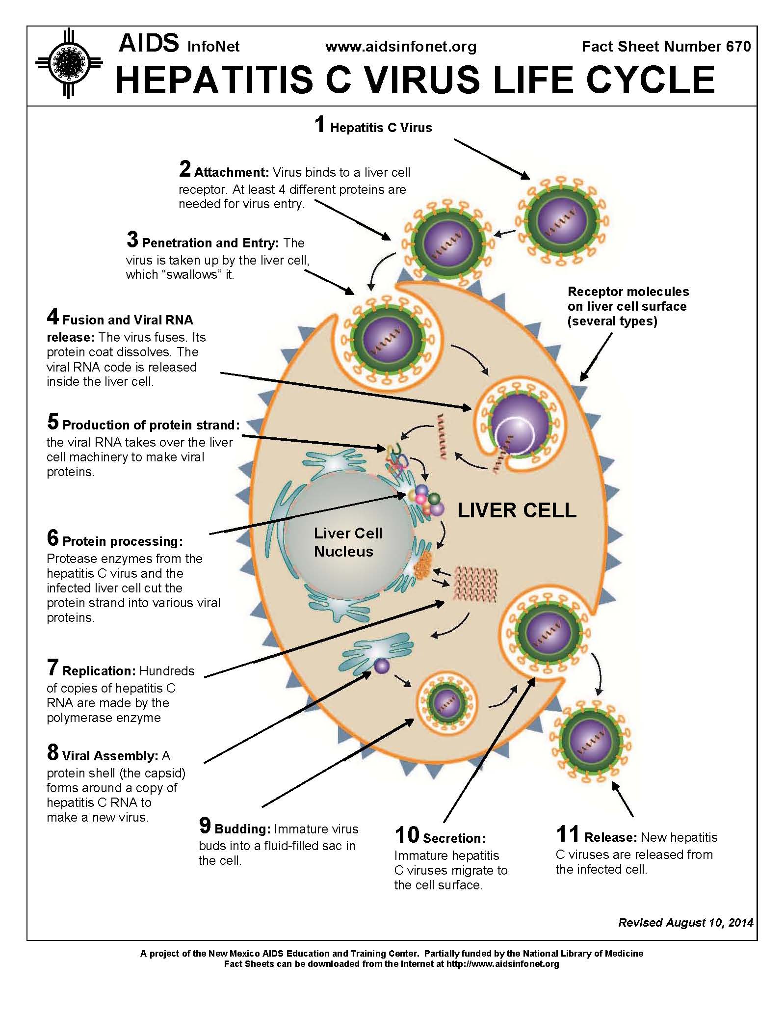 HCV TACKLE